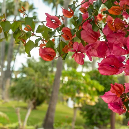 بيت للعطل Palmas 2a Oasis نيرخا