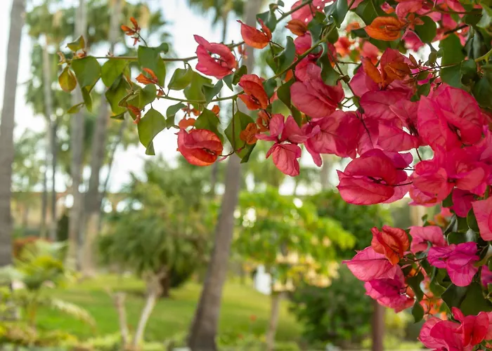 度假居 Palmas 2a Oasis 内尔哈