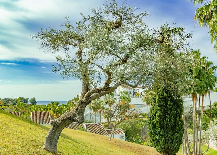 Palmas 2a Oasis 内尔哈